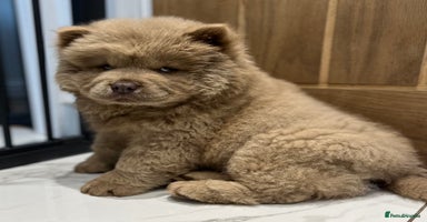 Chow Chow dogs - Advert 7