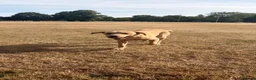 Labrador Retriever dogs for sale: Harley in Oswestry - Advert 2