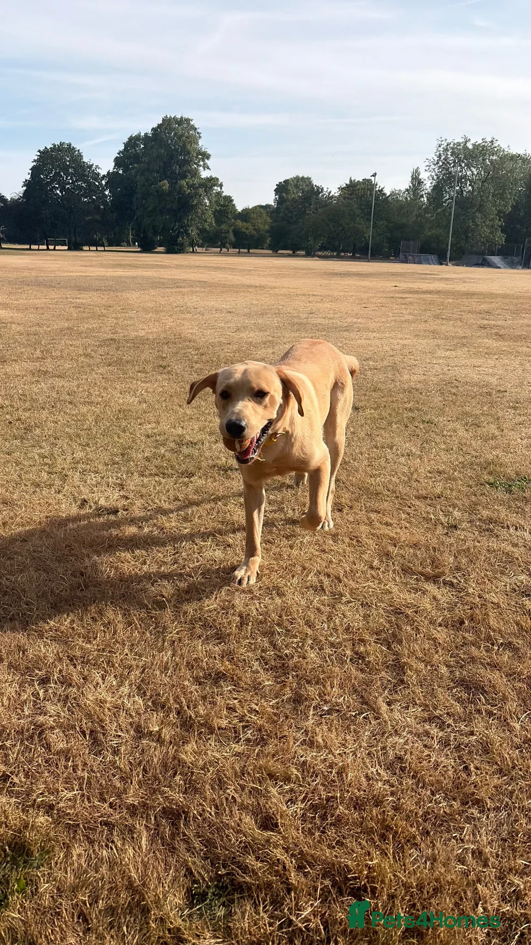 Labrador Retriever dogs for sale: Harley in Oswestry - Advert 2