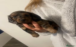 Dachshund dogs for stud: Kc Mini long haired dapple  in Leeds - Image 5