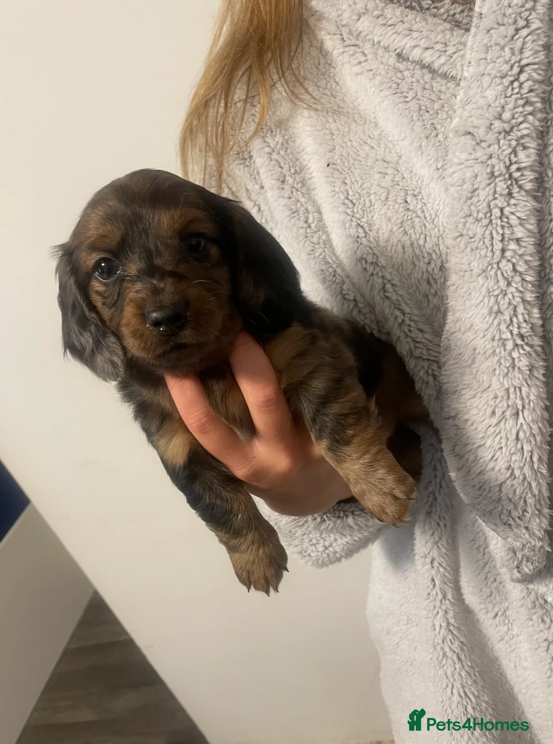 Dachshund dogs for stud: Kc Mini long haired dapple  in Leeds - Advert 5