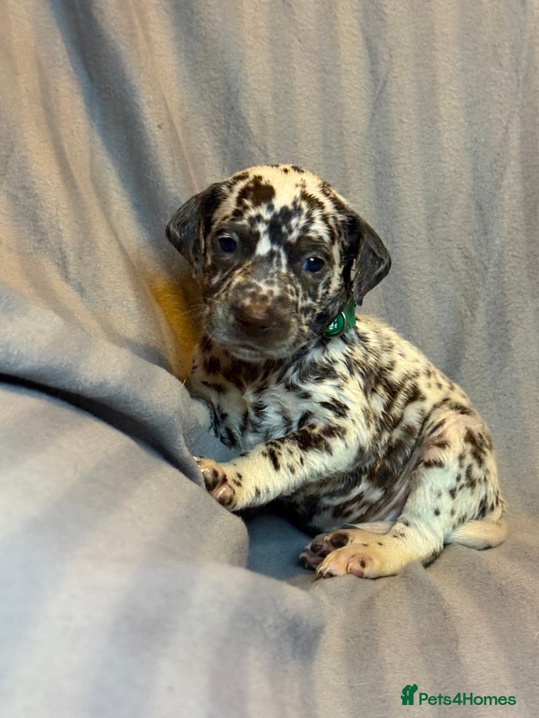 Dalmatian dogs for sale: Ready to Home Dalmatian Puppies  - Image 31