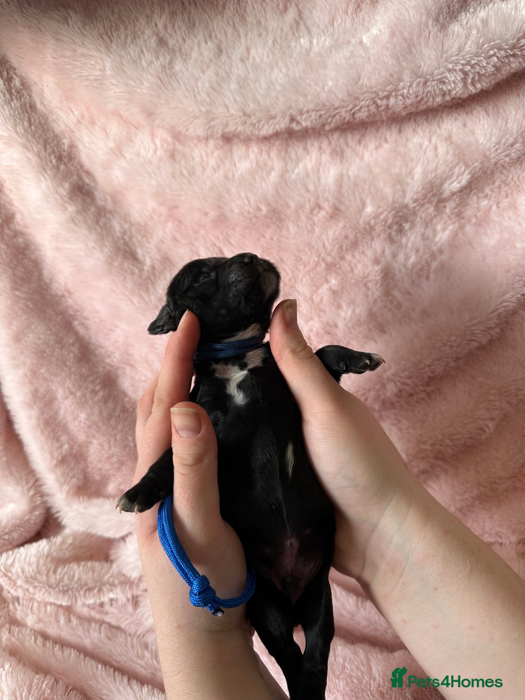 Cocker Spaniel dogs for sale: Cocker Spaniel Pups - Solid & Roan - Farlavale - Advert 19