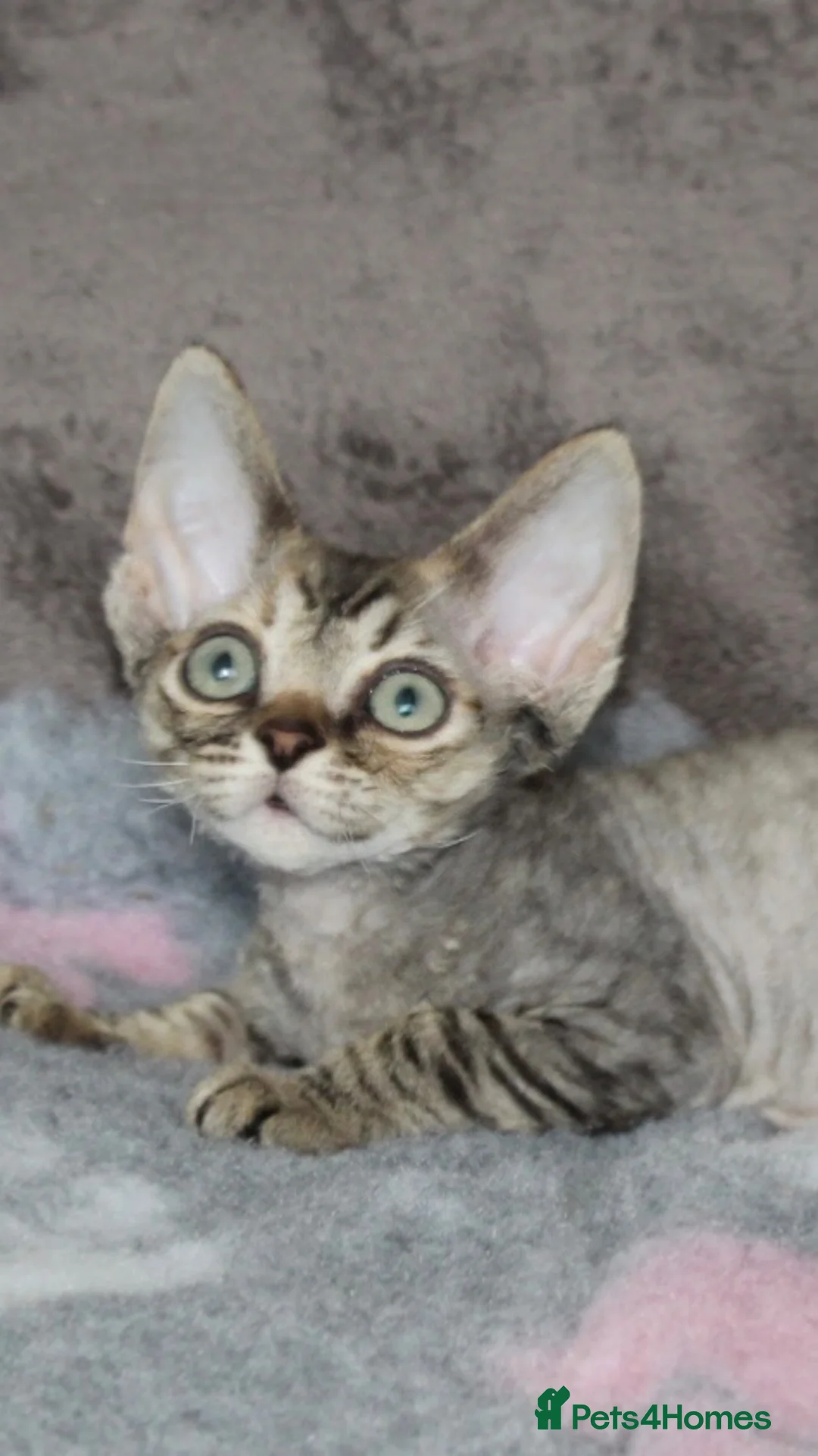 Devon Rex cats for sale: Ch lines Devon Rex - Advert 1