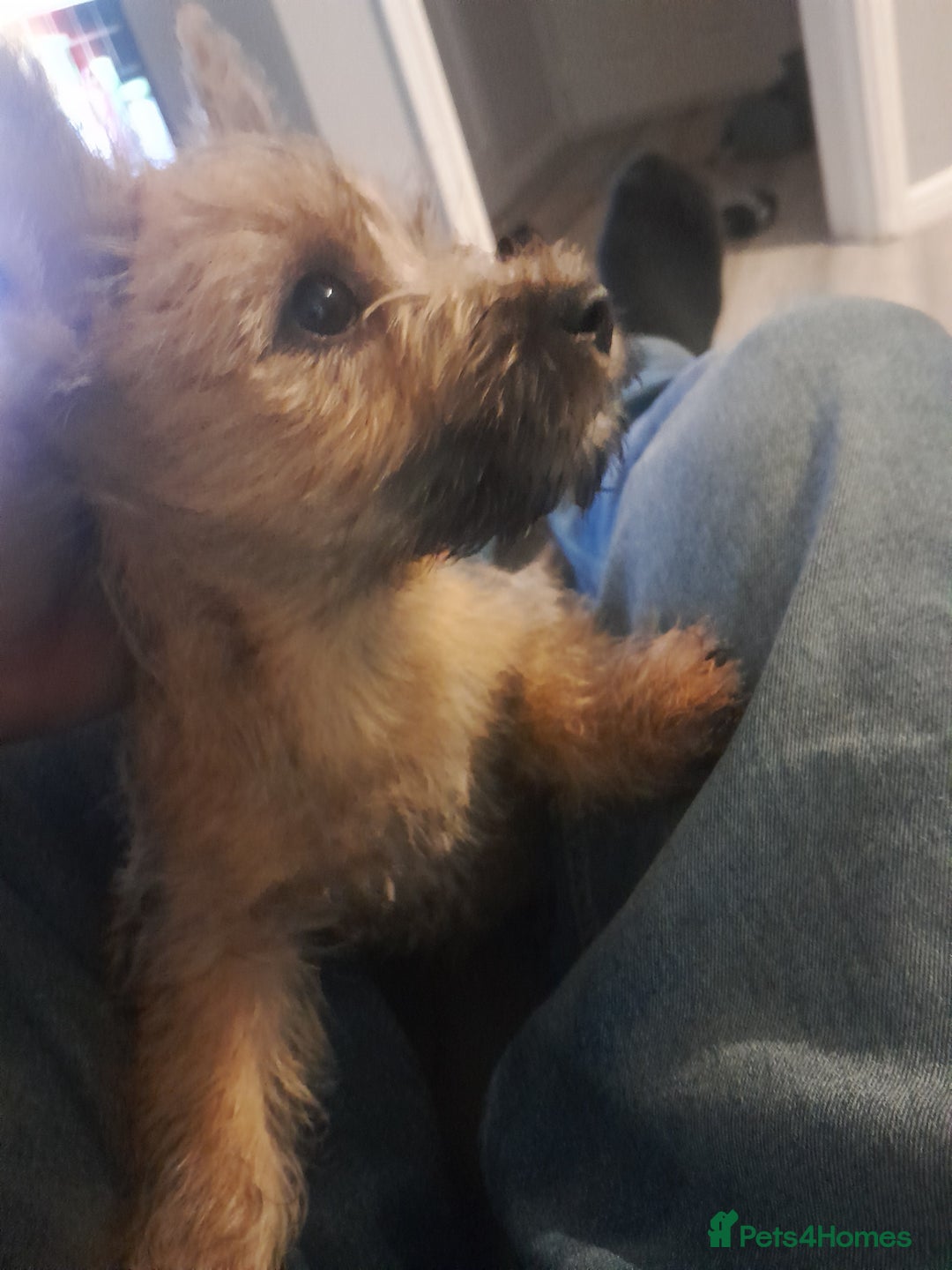 Cairn Terrier dogs for sale: KC registered Cairn terriers - Image 10