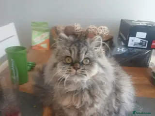 British Longhair cats Beautiful British Long haired girl - Advert 16