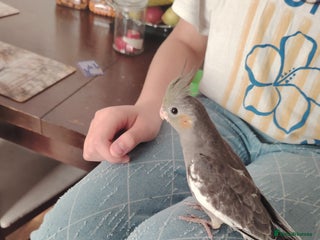 Cockatiels birds - Advert 18