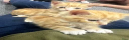 Mixed Breed cats for sale: Kittens  in Chelmsford - Advert 3