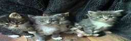 Maine Coon cats for sale: TICA Maine Coon Kittens | Russian & European Lines - Advert 4