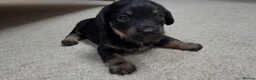 Doxiepoo dogs for sale: Doxiepoo puppies (minature) - Advert 15