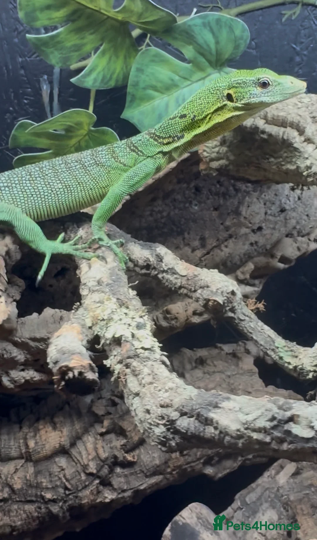 Monitor reptiles for sale: Male Green tree monitor  - Advert 2