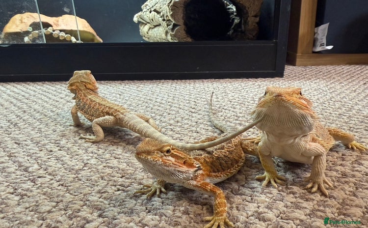 Bearded Dragon reptiles - Advert 2