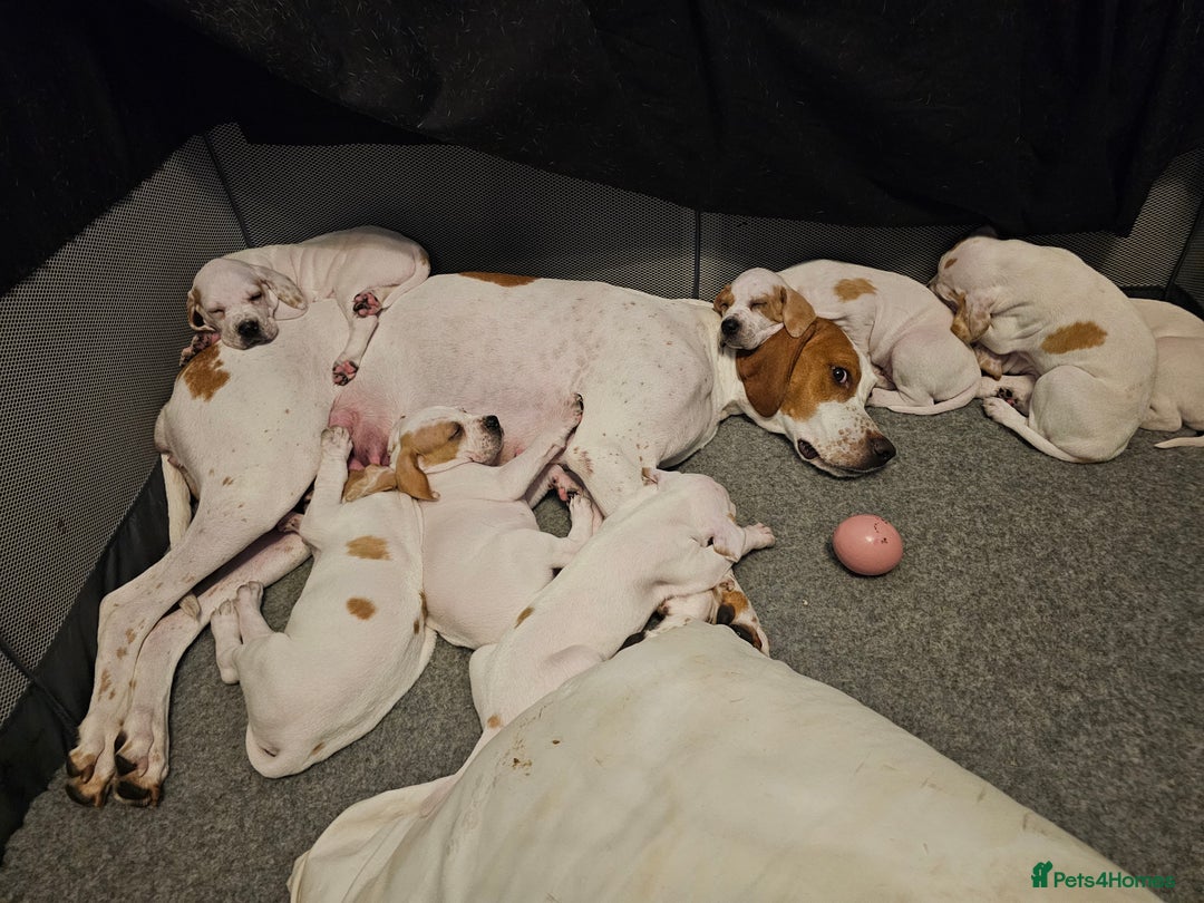Pointer dogs for sale: Quality Pointer Puppies - Advert 9