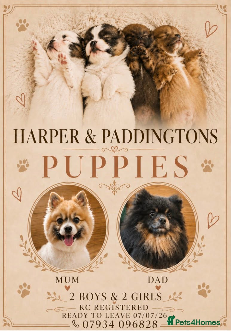 Pomeranian dogs for sale: KC Reg Pomeranian Pups - Advert 1