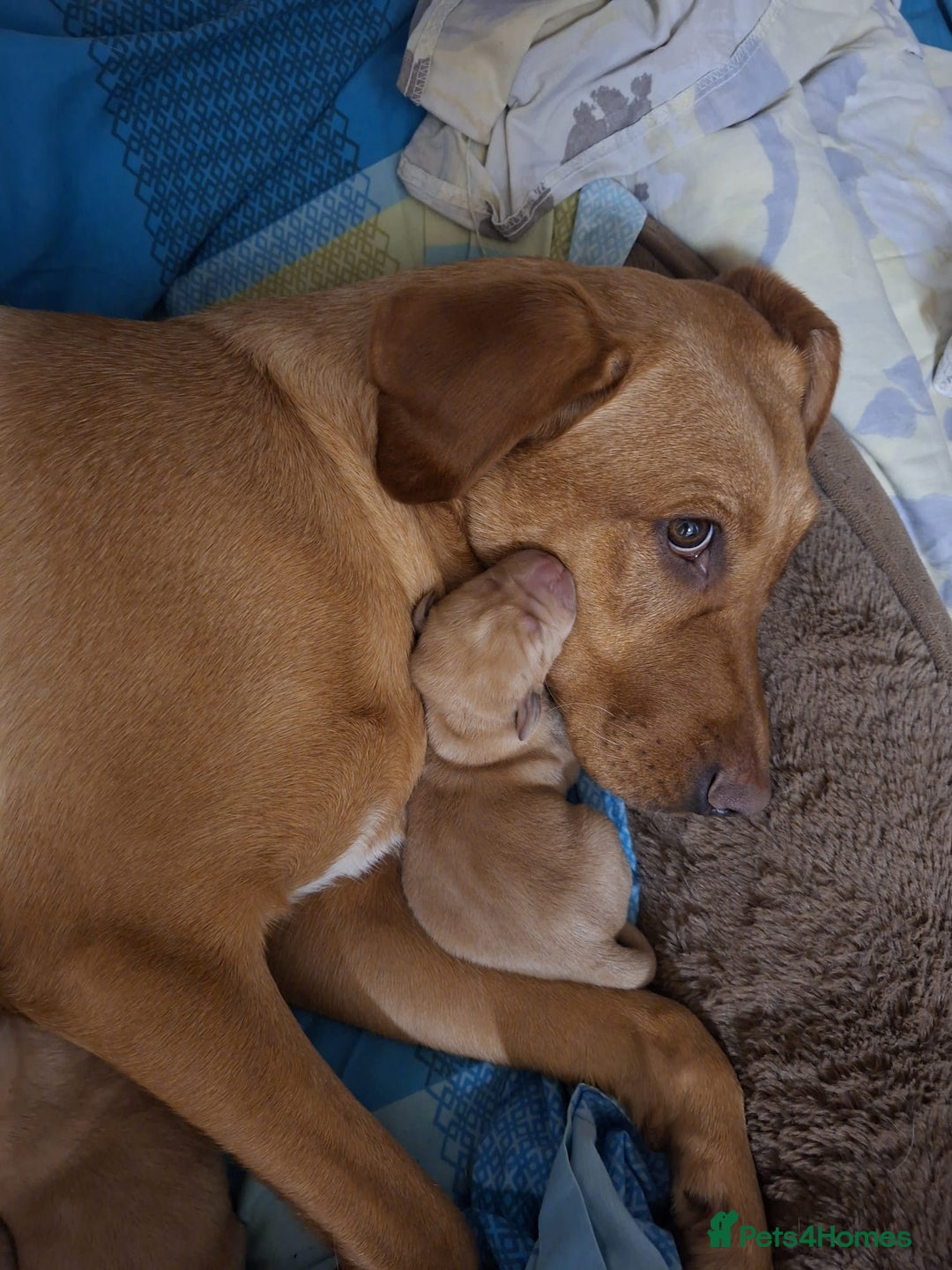 Labrador Retriever dogs for sale: Stunning litter of 9 golden labradors  - Advert 10
