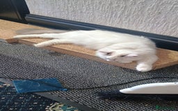 Ragdoll cats for sale: 3 quarters RAGDOLL KITTENS FOR SALE £150 - Image 4