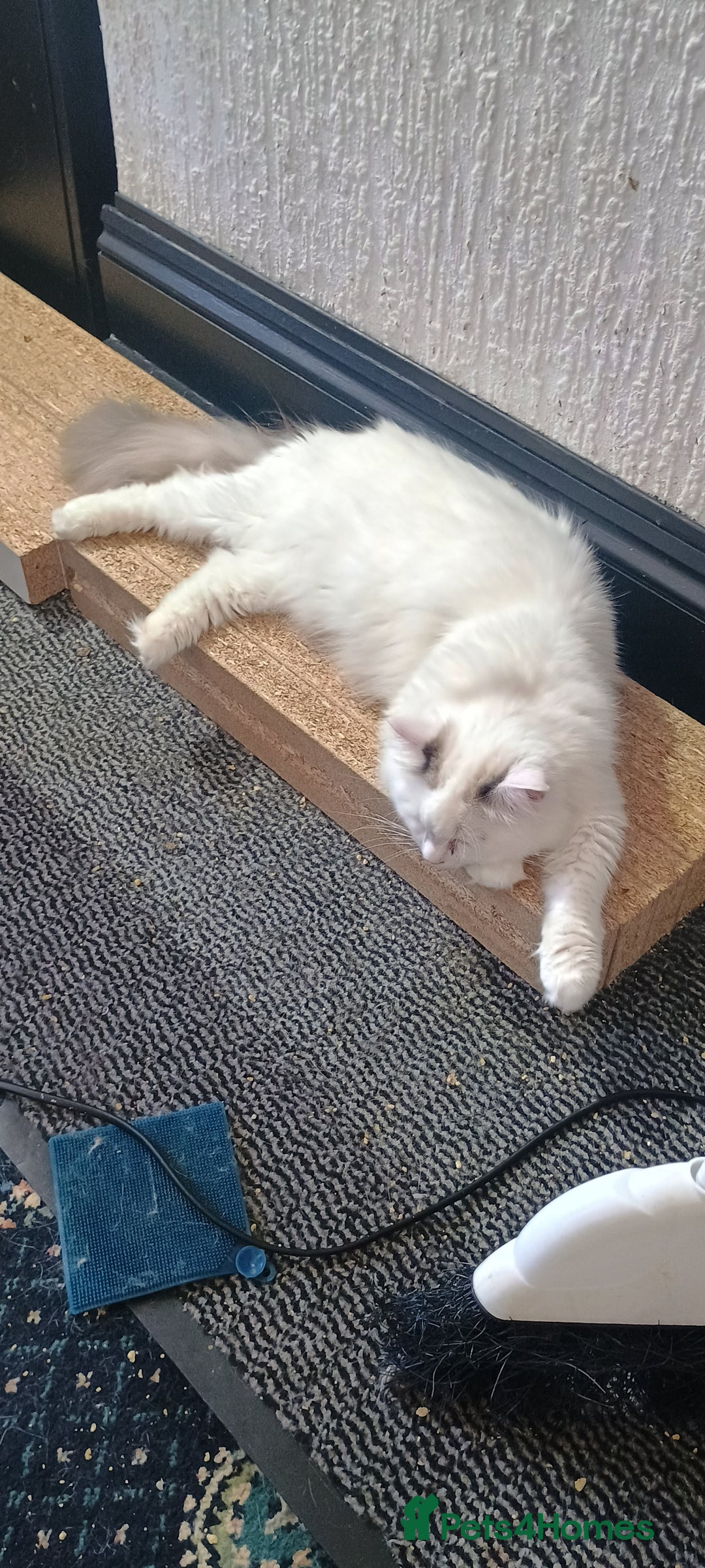 Ragdoll cats for sale: 3 quarters RAGDOLL KITTENS FOR SALE £150 - Image 4