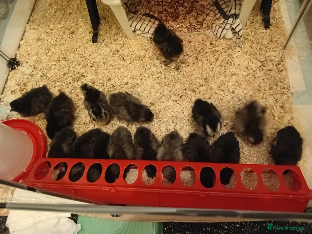 Chickens poultry for sale: Silkie Chicks for sale £20 each  in Spennymoor - Advert 2