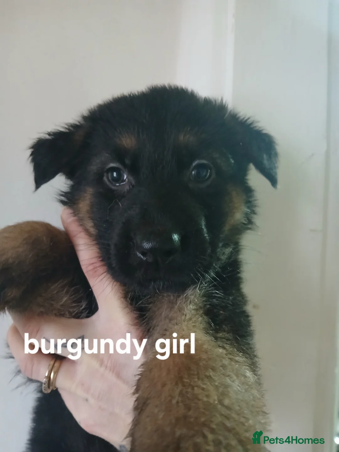 German Shepherd dogs for sale: German shepherd pups x9 - Advert 7