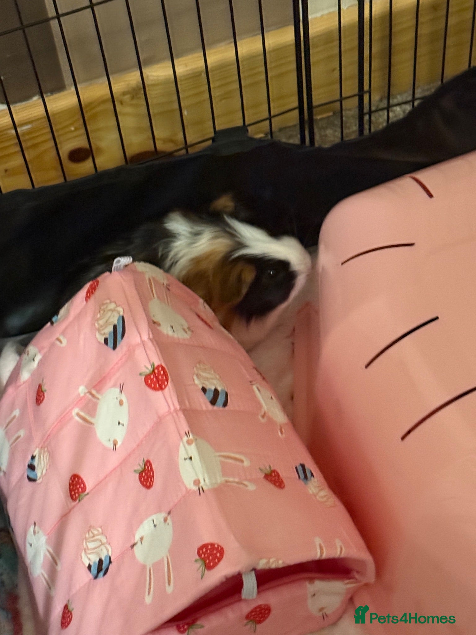 Guinea Pig rodents Two Male Guinea Pigs and Set up - Advert 2