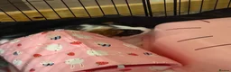 Guinea Pig rodents for sale: Two Male Guinea Pigs and Set up - Advert 2