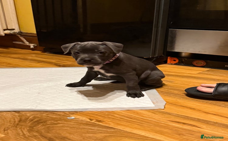 Staffordshire Bull Terrier dogs - Advert 3