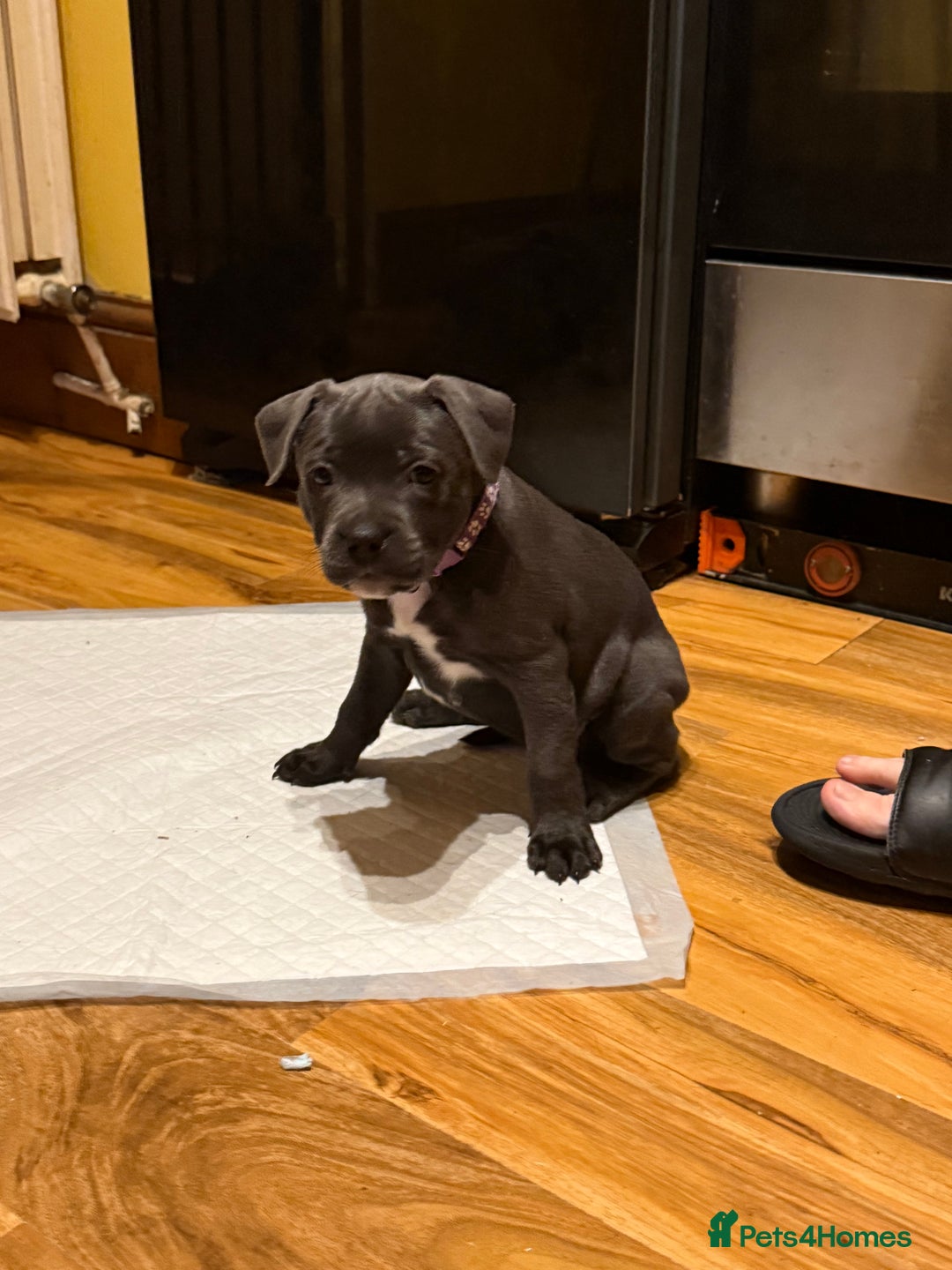 Staffordshire Bull Terrier dogs for sale: Lovely kc reg Staffordshire bull terrier puppies  - Image 1