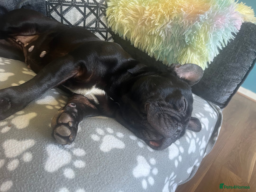 French Bulldog dogs for stud: Beautiful Kali Pack  - Image 3