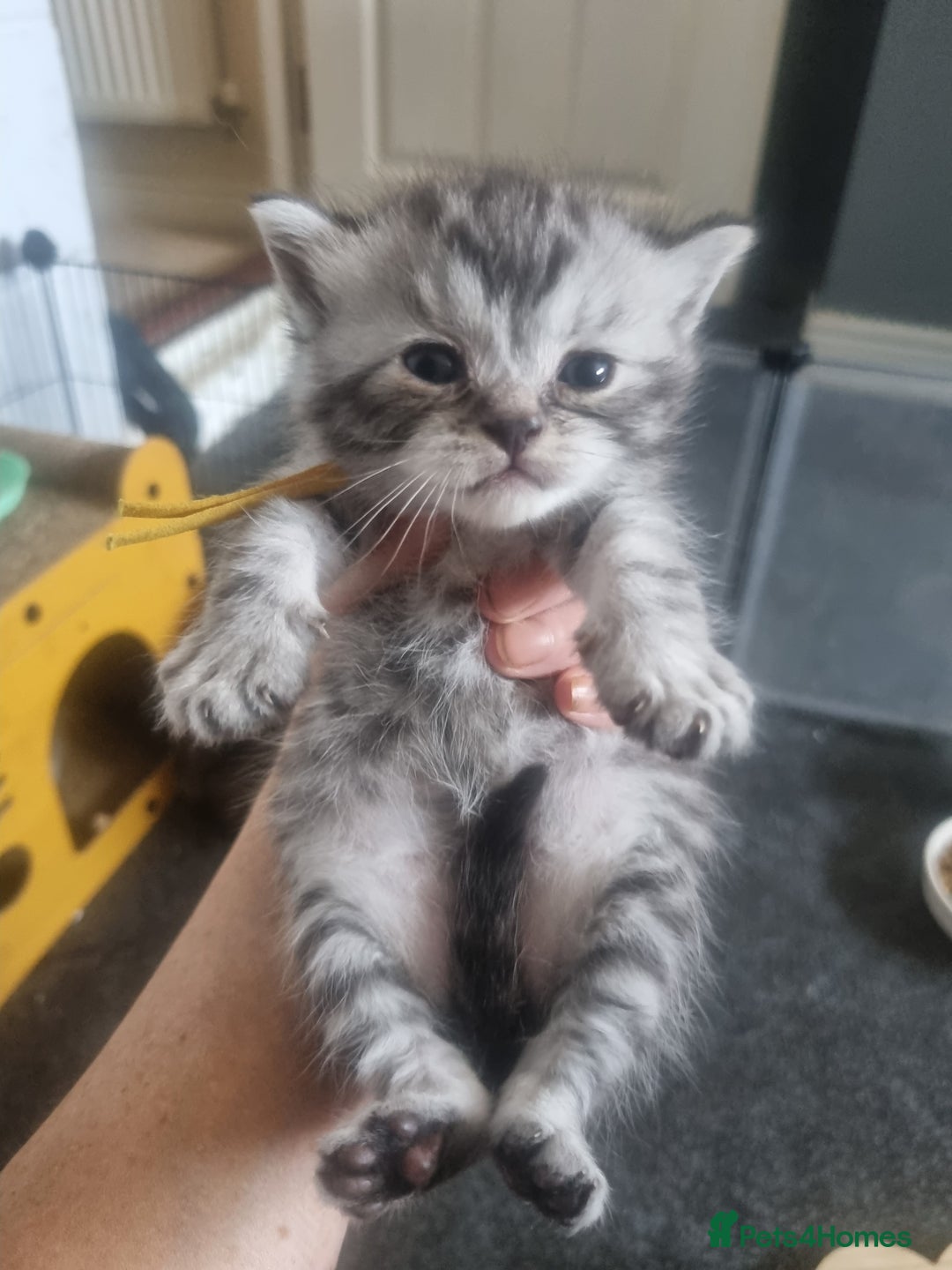 British Shorthair cats for sale: Rare tabby British shorthair  in Knottingley - Image 5