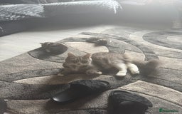 Norwegian Forest Cat cats for sale: Fluffy bundles of joy ready now  - Image 16