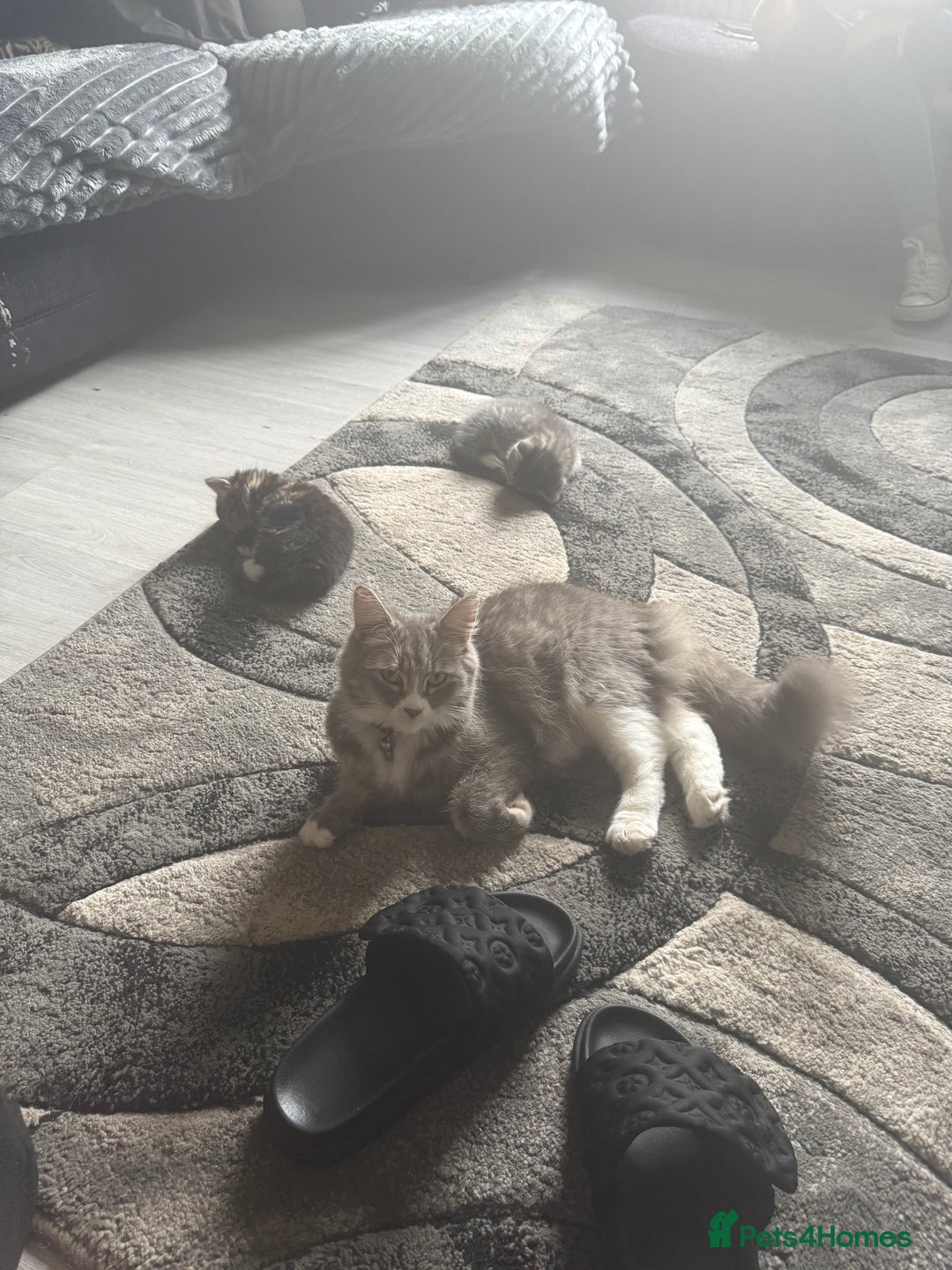 Norwegian Forest Cat cats for sale: Fluffy bundles of joy ready now  - Image 16