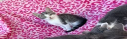 Mixed Breed cats for sale: Kittens - Advert 8