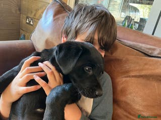 Labrador Retriever dogs Male Black Labrador Puppy - Advert 7