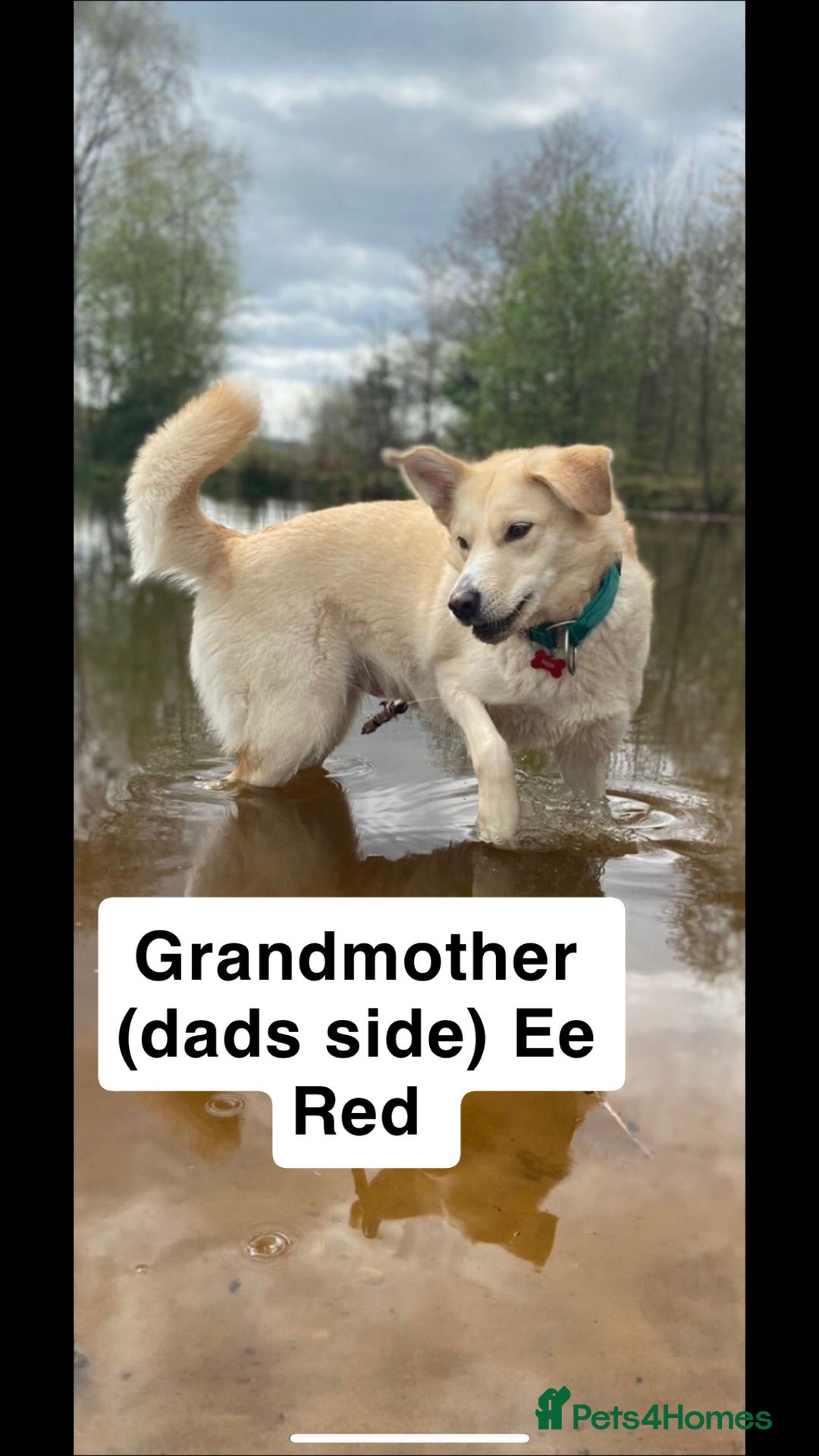 Border Collie dogs for sale: Border collie puppies for active homes  - Advert 35