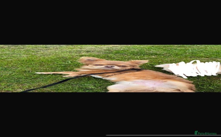 Chihuahua dogs Gorgeous KC boy for sale 😍 - Advert 1