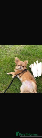 Chihuahua dogs Gorgeous KC boy for sale 😍 - Advert 1