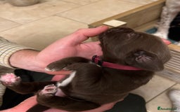 Springador dogs for sale: Springador Puppies for Sale  - Image 9