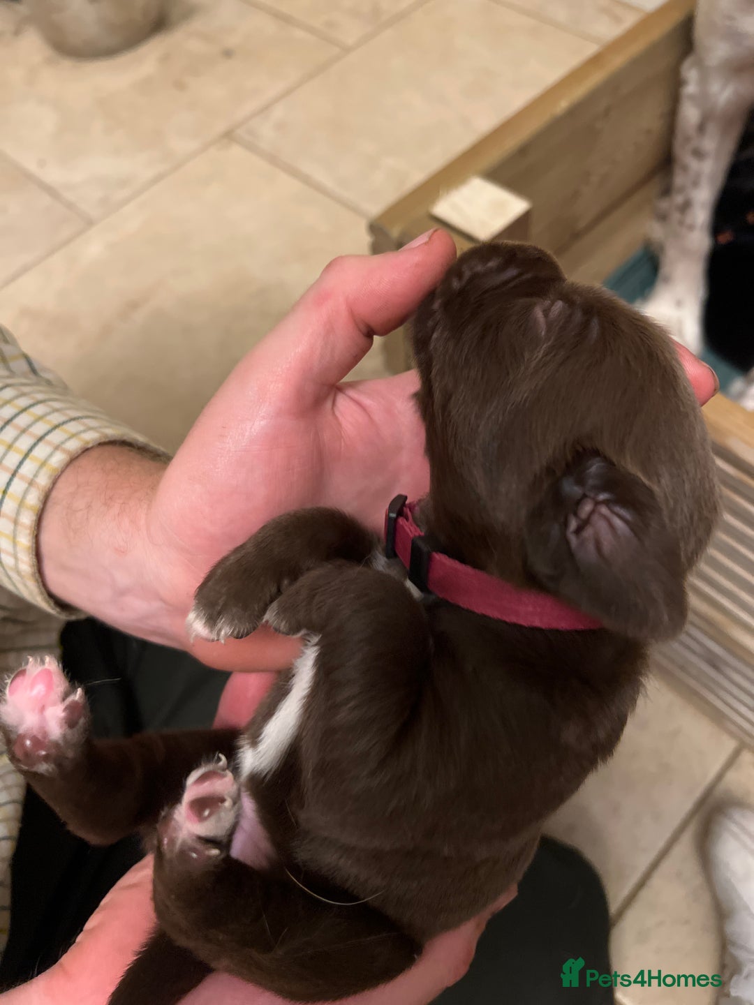 Springador dogs for sale: Springador Puppies for Sale  - Image 9