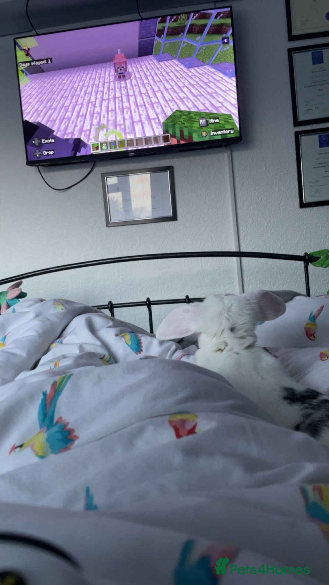 French Lop rabbits for sale: Missy  - Advert 3