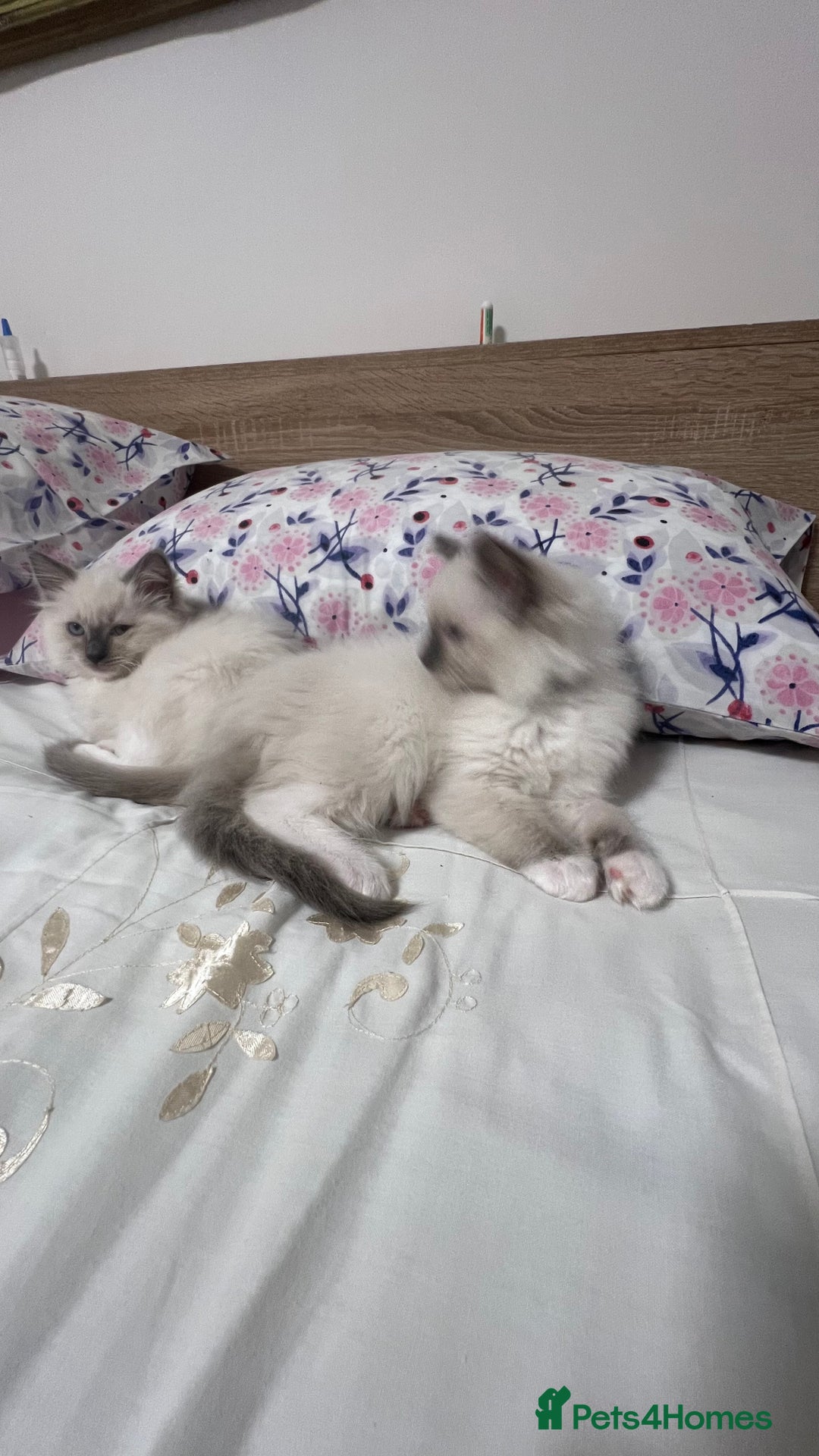 Ragdoll cats for sale: 3 Ragdoll kittens  - Advert 19