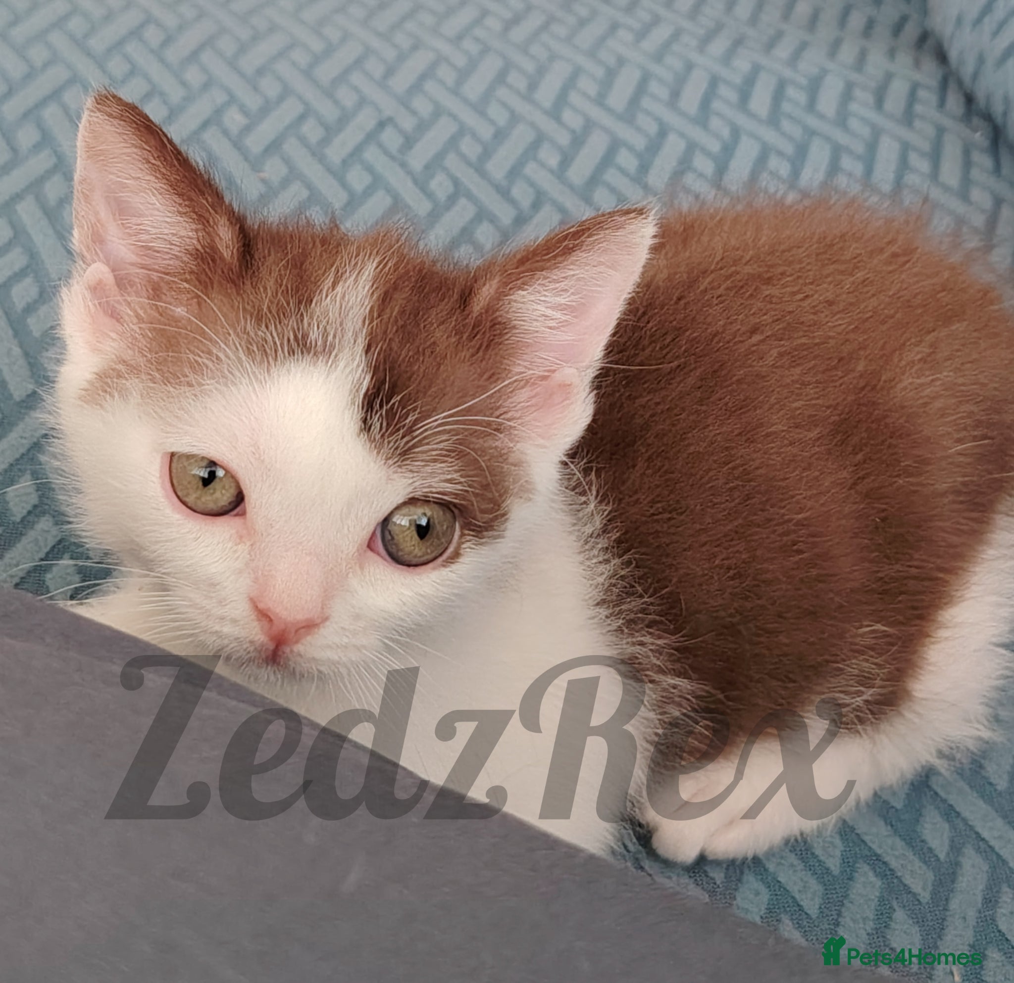 Mixed Breed cats Devon Rex x BSH kitten looking for a special home - Advert 1