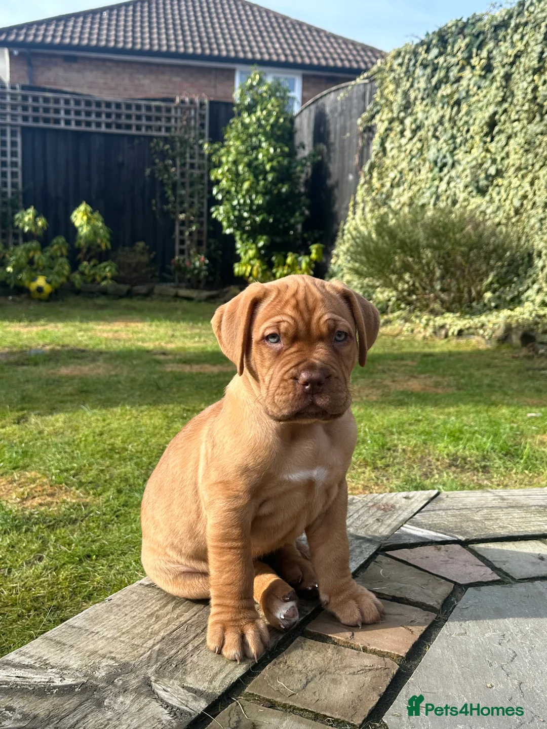 Dogue De Bordeaux dogs for sale: CHAMPION BLOODLINE chunky Dogue de Bordeaux Pup - Advert 1