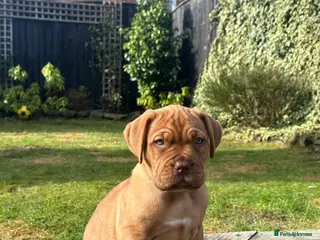 Dogue De Bordeaux dogs CHAMPION BLOODLINE chunky Dogue de Bordeaux Pup - Advert 17