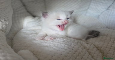Ragdoll cats - Advert 15