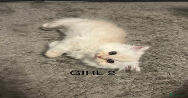 Persian cats - Advert 13