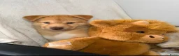 Siberian Husky dogs for sale: Siberian husky puppies  - Advert 17