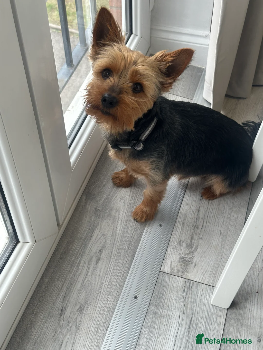 Yorkshire Terrier dogs for stud: Cute Yorkie Boy ready for stud - Advert 6