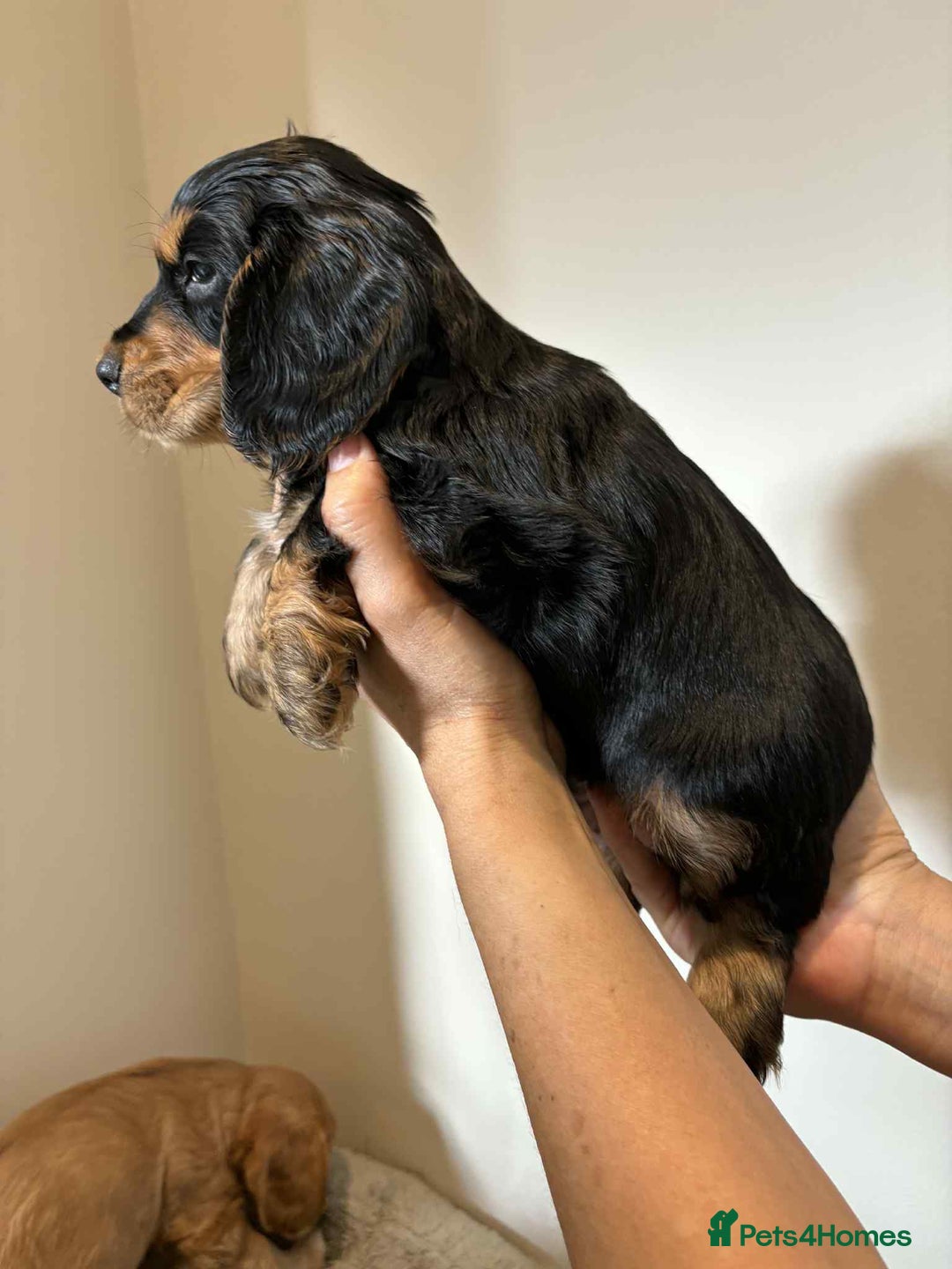Cocker Spaniel dogs for sale: Pure show type dna health tested KC reg parents  - Image 14