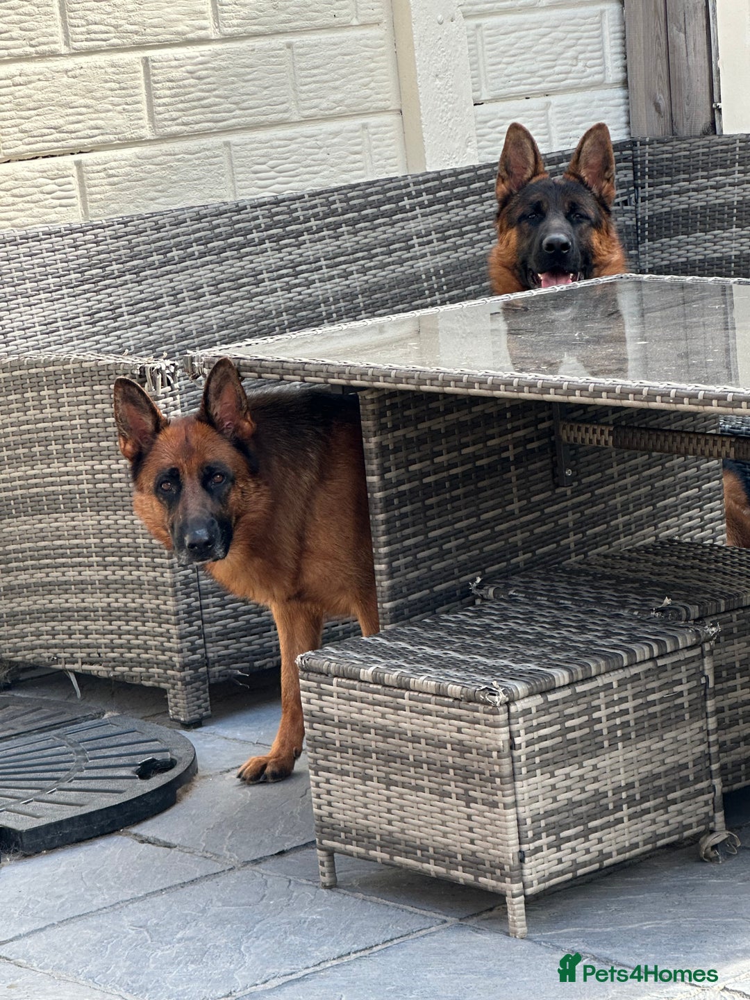 German Shepherd dogs for sale: ****UPCOMING LITTER*** - Advert 10