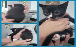 Mixed Breed cats for sale: Mixed breed kittens  - Image 7
